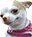 :manifdog