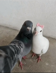 Rugero_Barzini